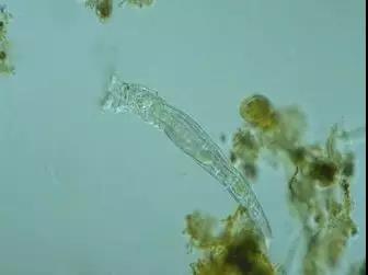 污泥镜检操作方法,污泥检测项目及标准有哪些呢