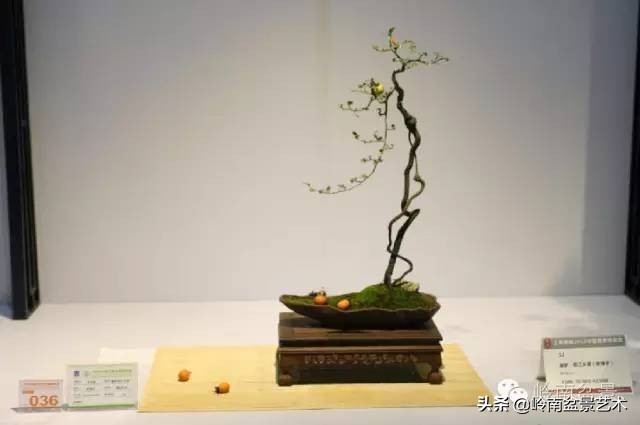 以根代杆下细上粗式盆景图片,各种老根盆景