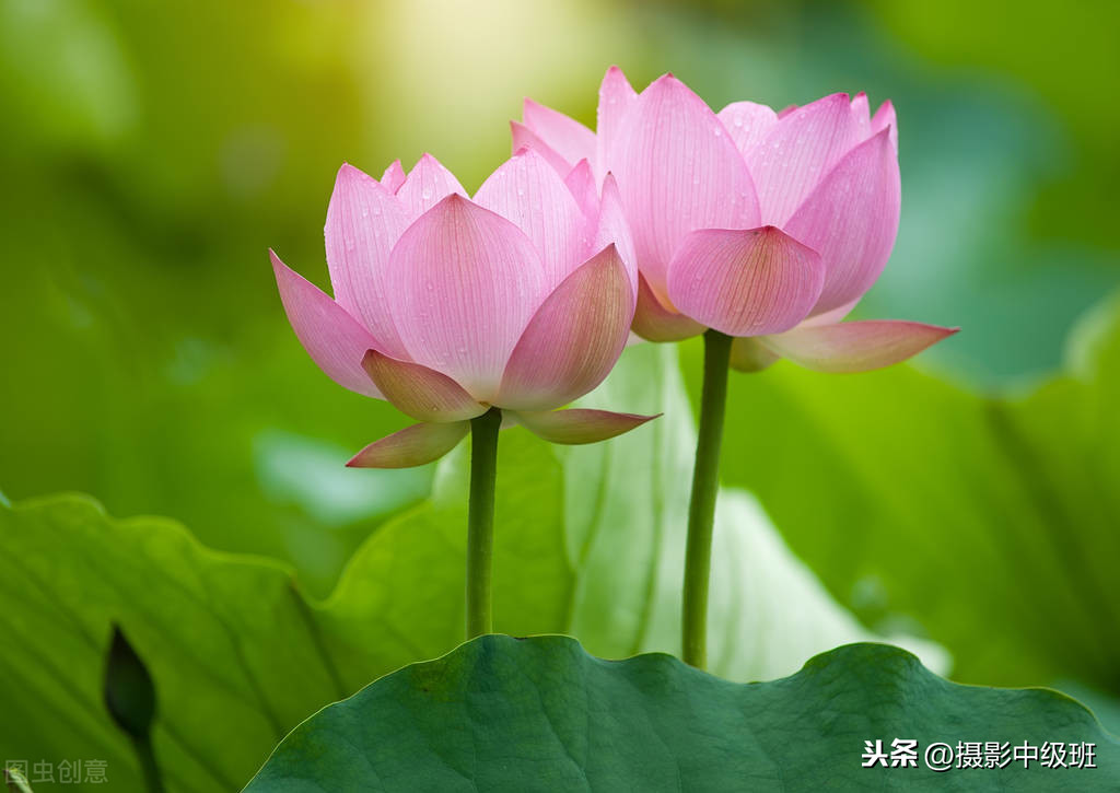 新手也能拍得好荷花摄影技巧,拍荷花的九个技巧