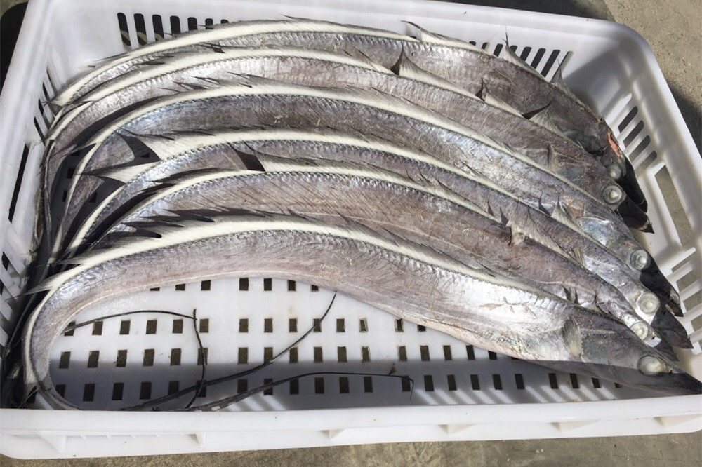 鲜带鱼和冻带鱼哪个贵,带鱼大还是小好吃