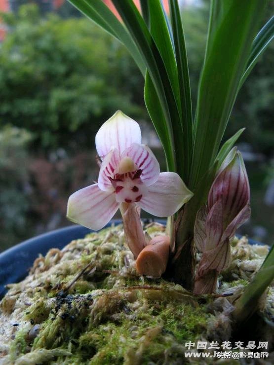 贵州秋芝兰花品种,贵州珍珠矮兰花属于什么品种