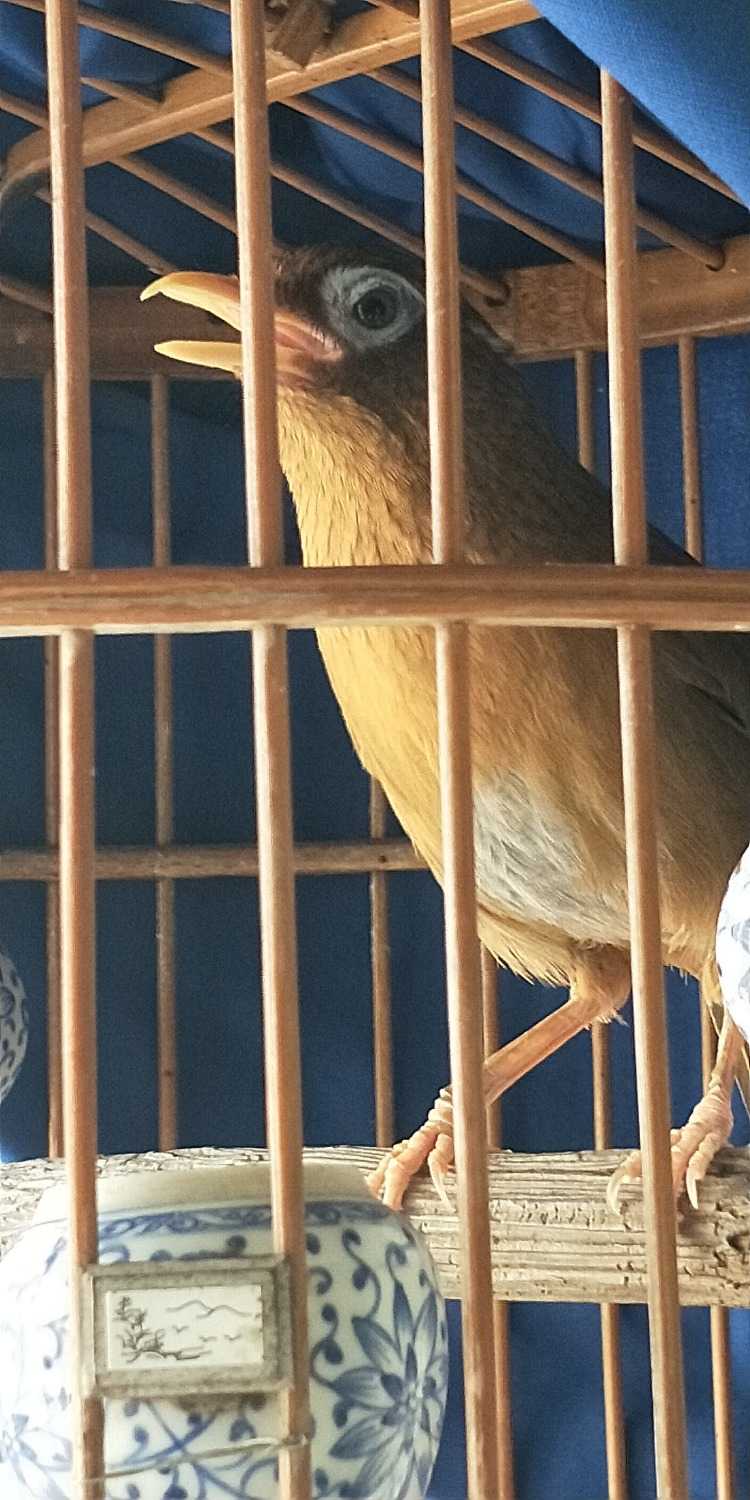 养画眉鸟最忌讳的七种情况,养画眉鸟有什么风水讲究