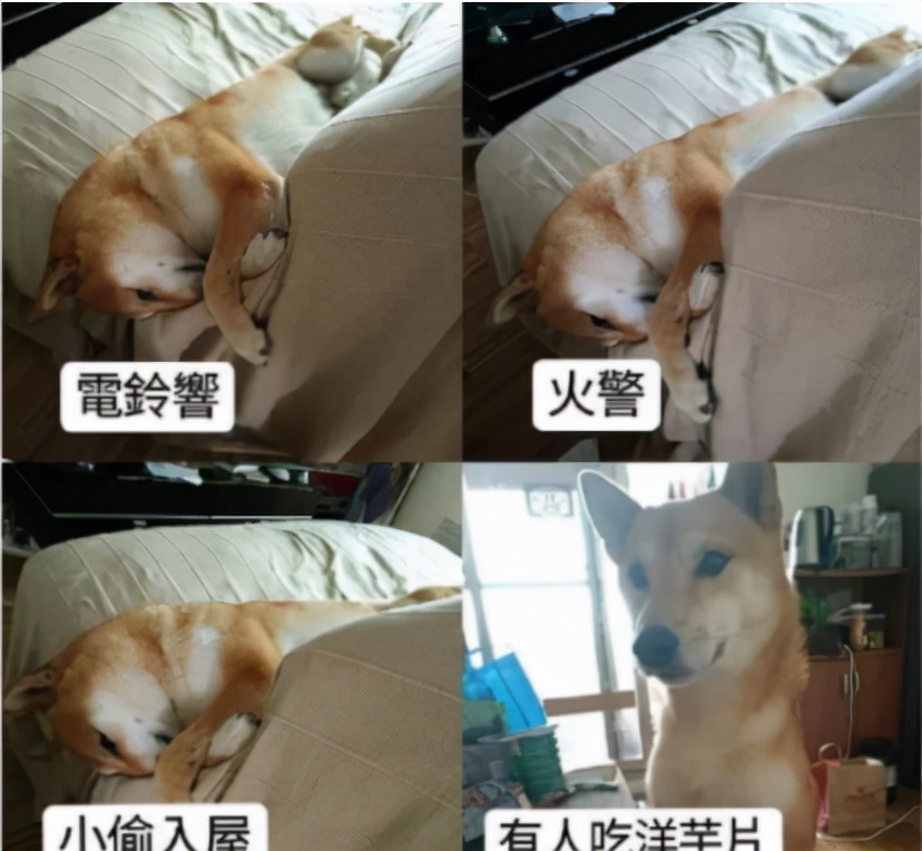 幽默gif：表哥误入传销之后，刚报完警，就收到消息