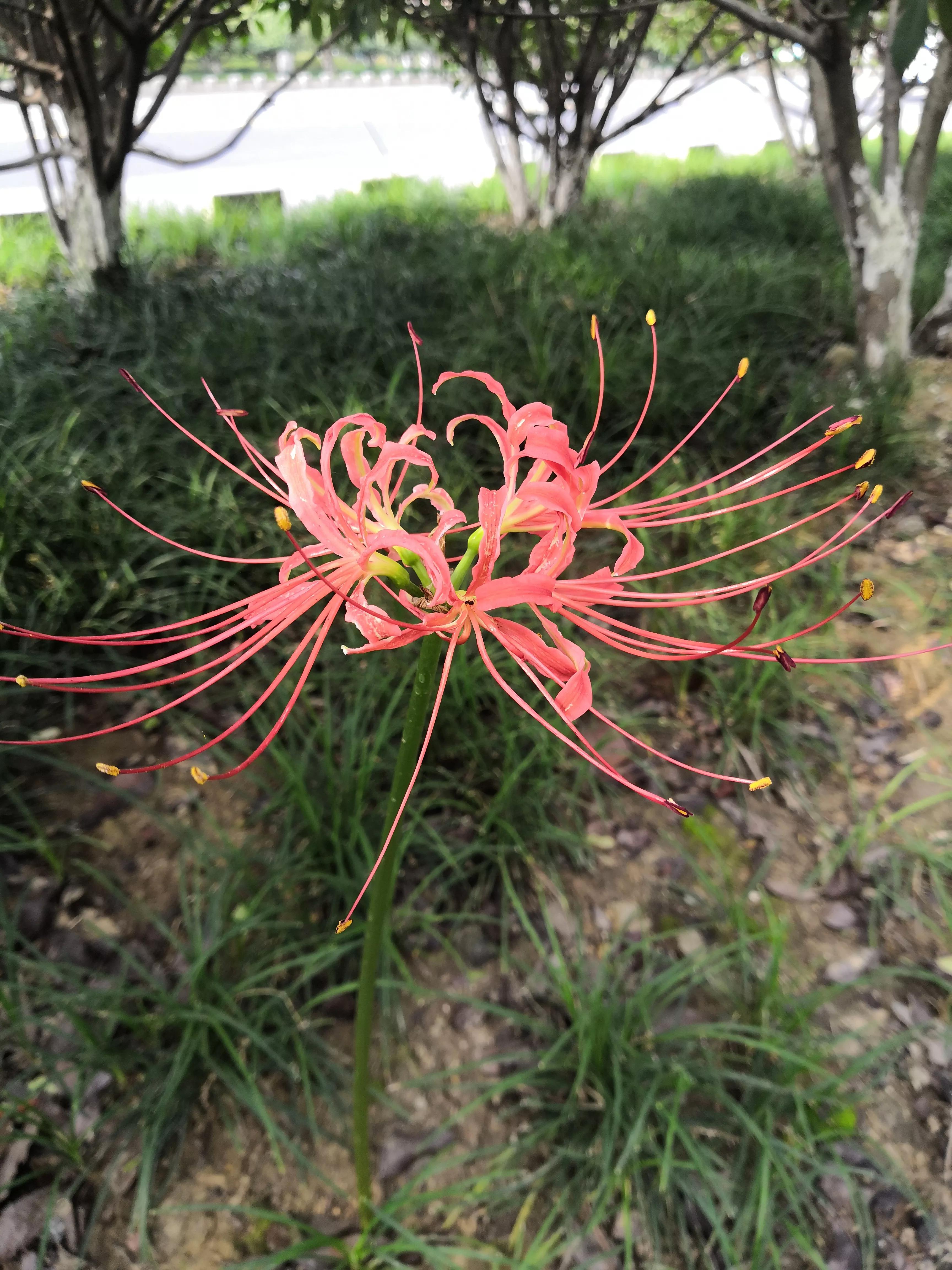 曼珠沙华有毒吗怎么养 (曼珠沙华有毒吗可以治吗)