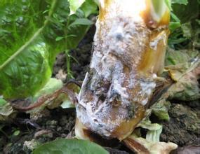 莴笋的病虫害有哪些,莴笋的病虫害及预防方法