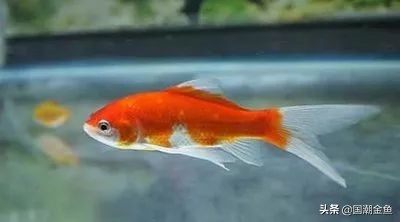 它曾是家家户户院里的“小宠儿”，那些时代是否已经一去不复返？