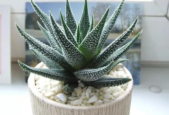 波露和雪花芦荟哪个好看,波路芦荟怎么养