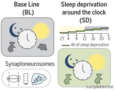 入睡困难是大脑神经出了问题吗,睡眠不好大脑迟钝怎么办