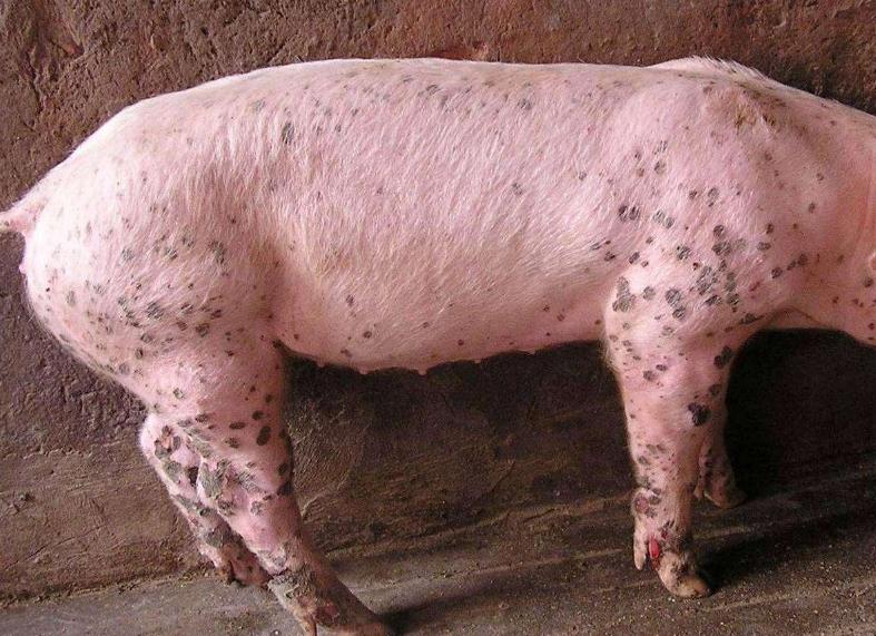 猪附红细胞体病症状及防治方法,猪附红细胞体和弓形体的区别