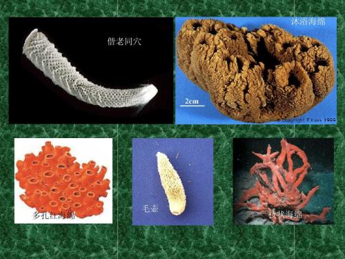 低等的动物多为何种类型，它们的生殖有哪些有趣的方式呢？