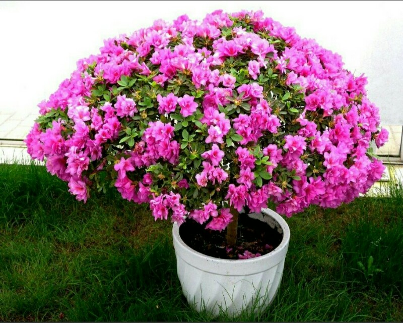 杜鹃花的病虫害防治方法,杜鹃花栽培与病虫害防治的书