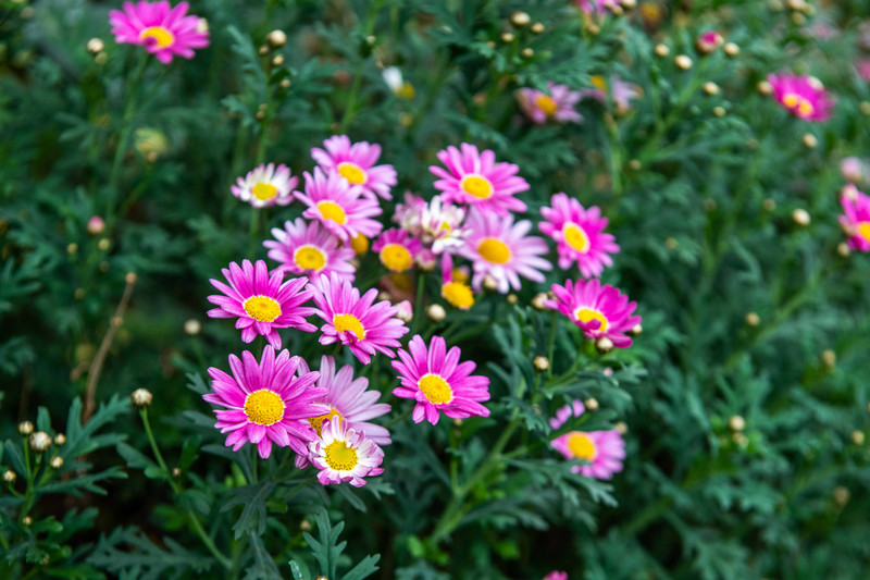 丽江旅游住哪个客栈比较好一点,丽江民宿客栈推荐便宜五天四晚