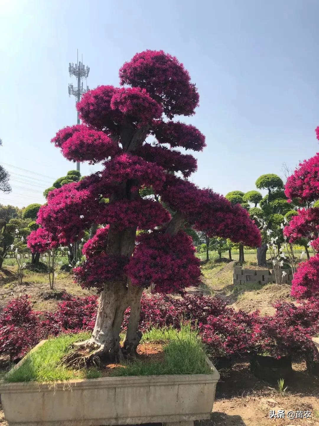 红花檵木小老桩批发,精品红花檵木老桩盆景