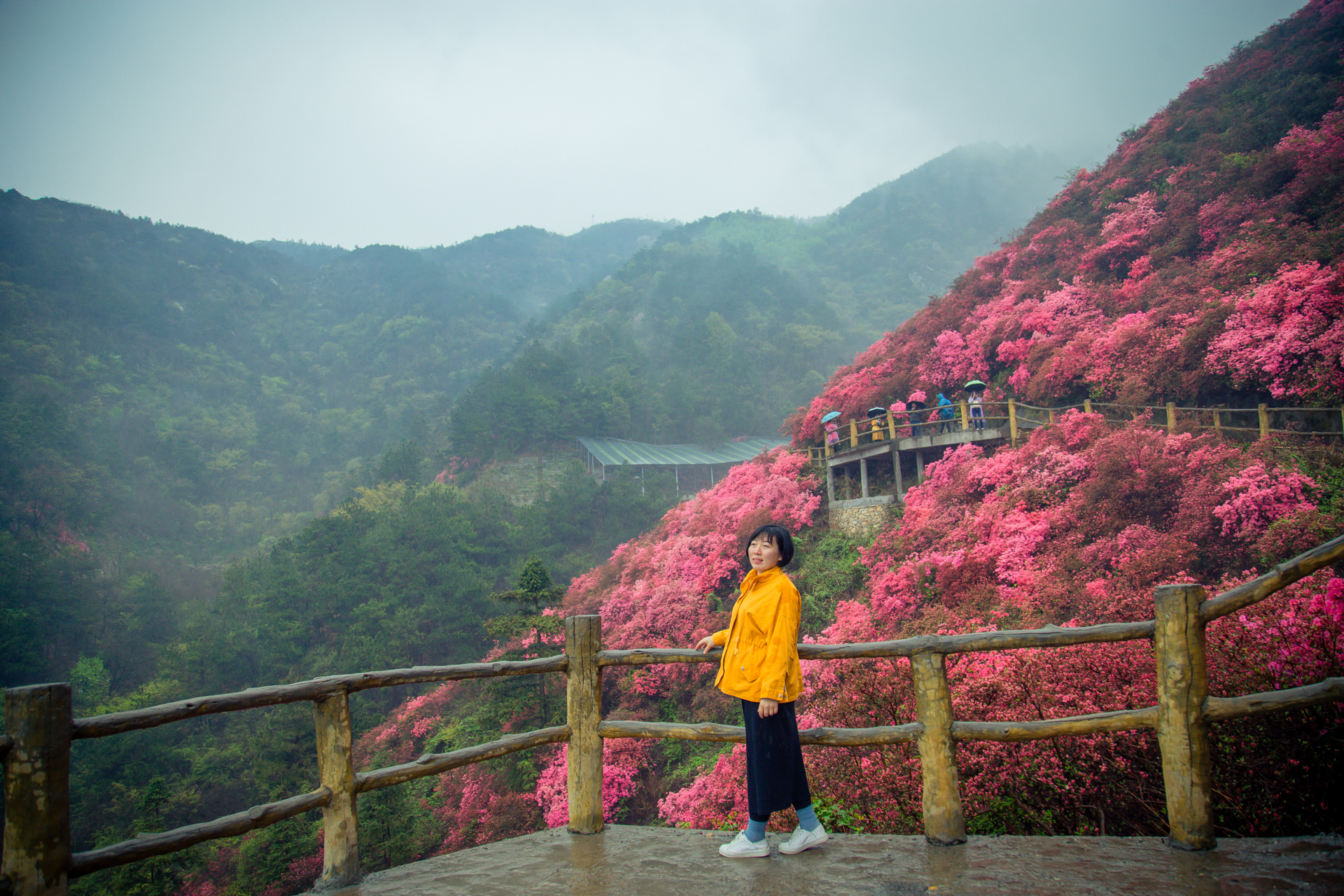 云雾山万亩红杜鹃,云雾山万亩映山红