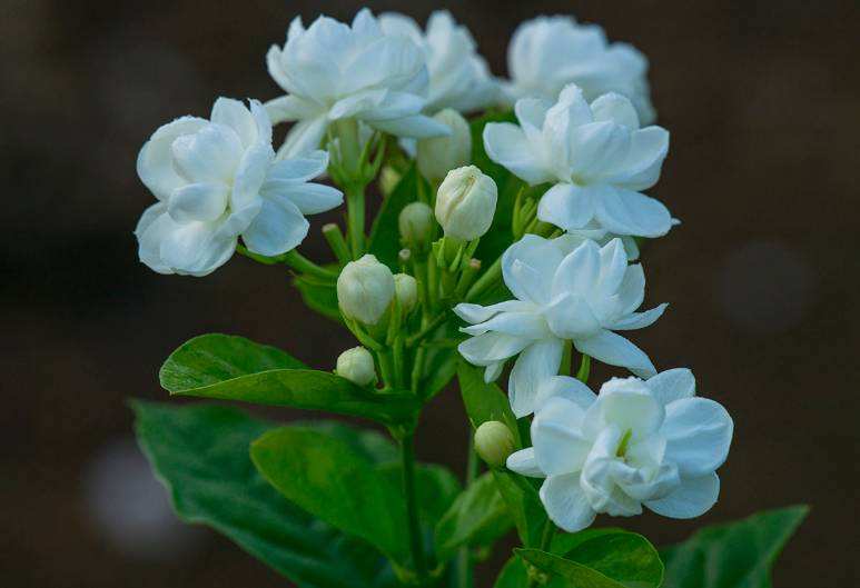 回忆鲁迅先生教案简案,回忆鲁迅先生优秀教案两课时