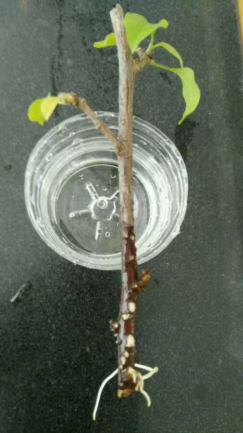 室内用塑料瓶扦插生根最快方法,瓶子装水养花