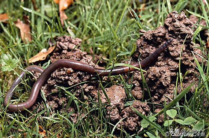 钓黄鳝的方法与注意事项,掌握四种钓法