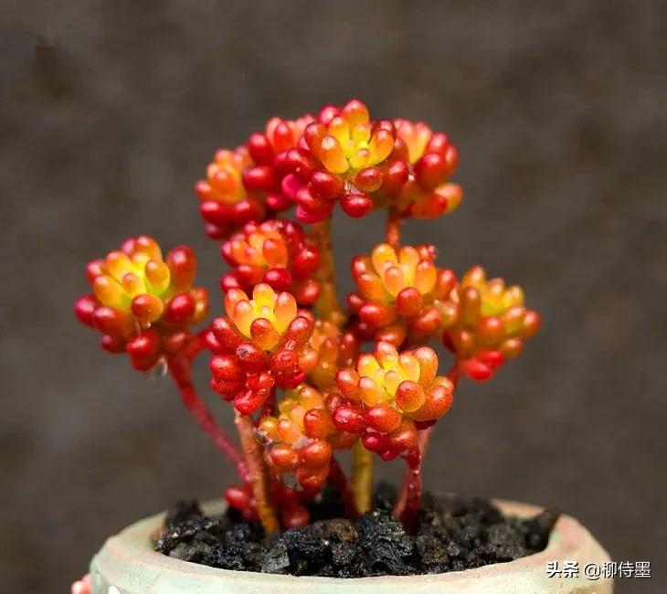 多肉黄花照波拍摄技巧,如何拍出好看的多肉植物