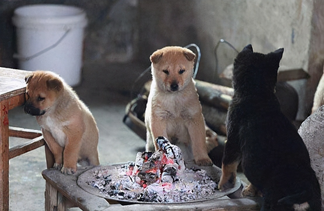 什么狗不容易生病不怕冷不怕热,狗天冷了千万别冻感冒了