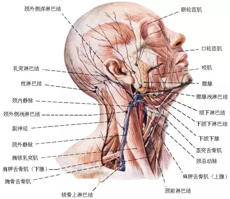 淋巴瘤知识讲解,正确认识淋巴瘤
