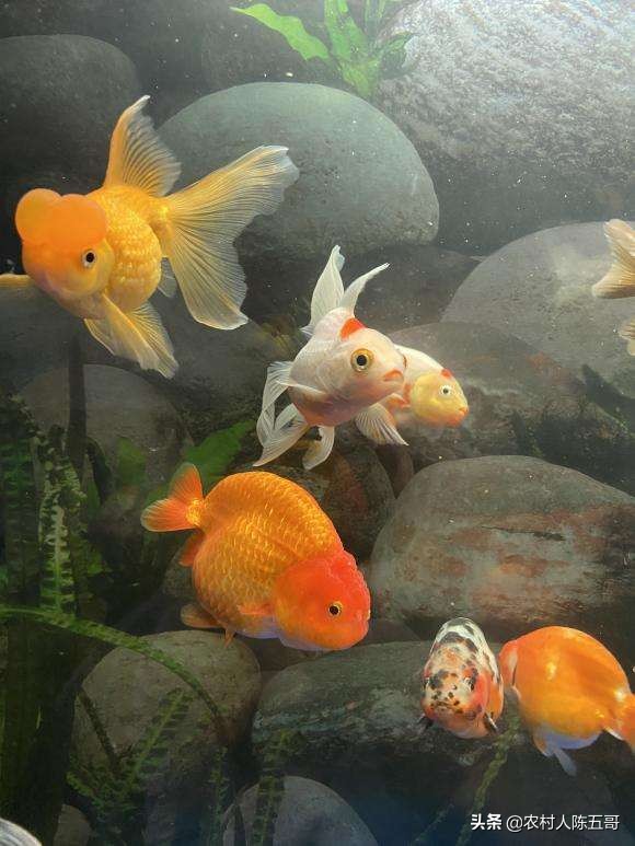 金鱼养殖注意事项介绍大全,如何把金鱼养好详细攻略