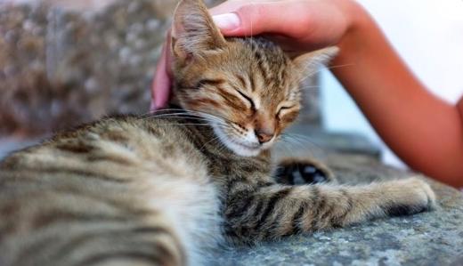 常见的猫咪皮肤病有哪些？如何治疗和预防猫癣和猫咪黑下巴？