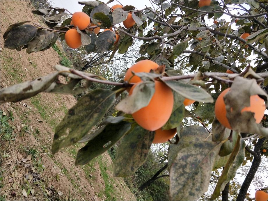 采摘柿子过程,柿子采摘方法介绍