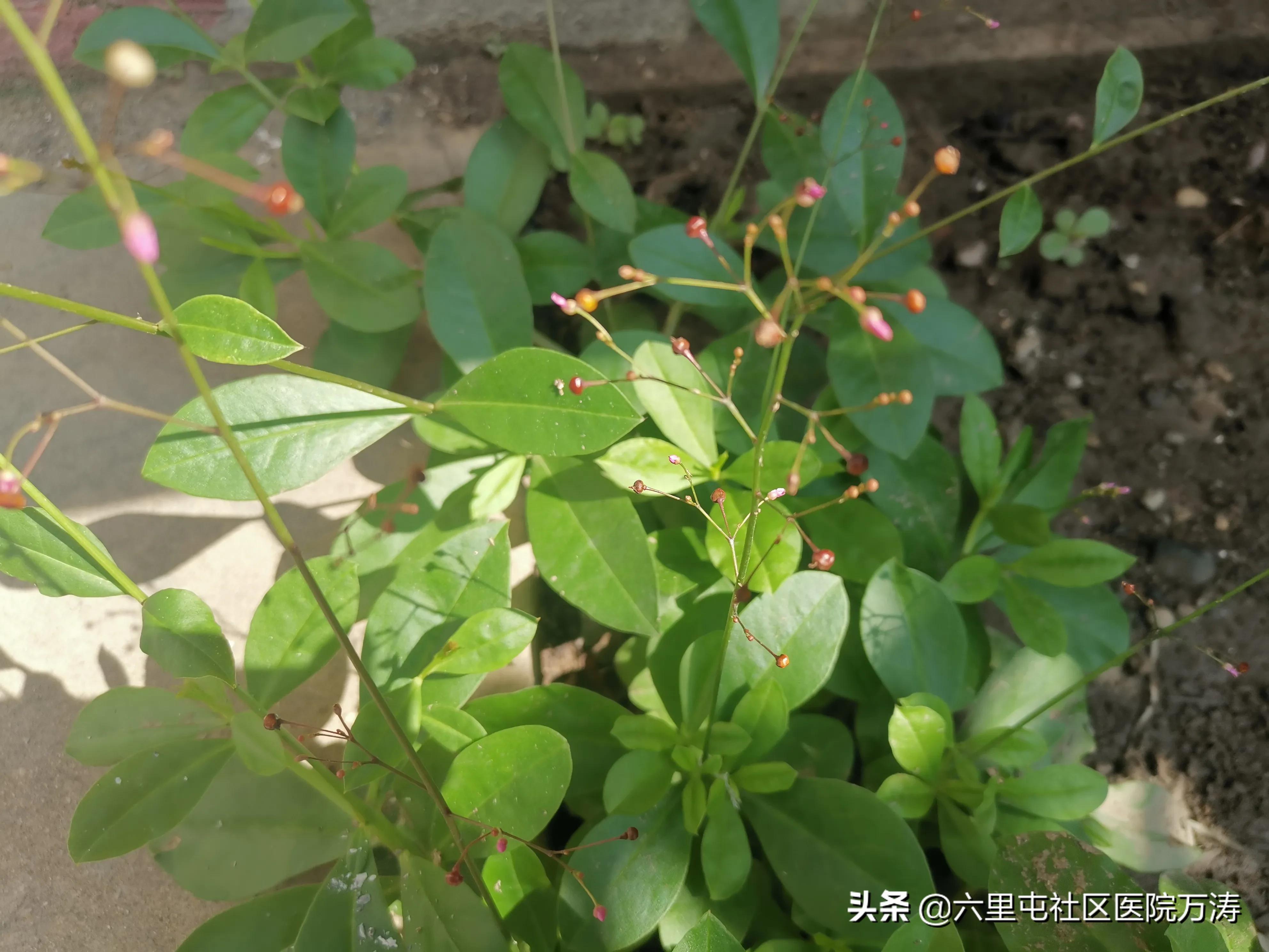 中药材假人参,中药红人参