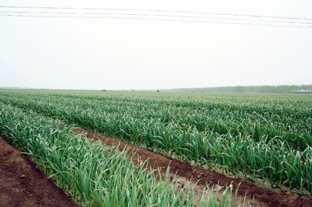 大蒜有黄叶病怎么防治,大蒜出现黄叶是什么病如何治疗