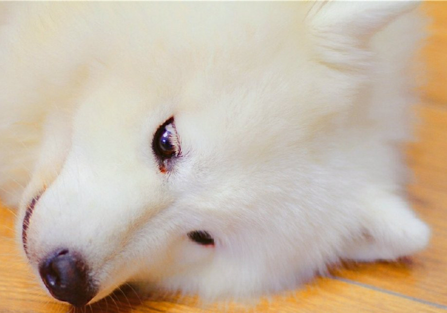 狗狗息肉不明显需要处理吗,狗狗眼睛长了息肉保守治疗