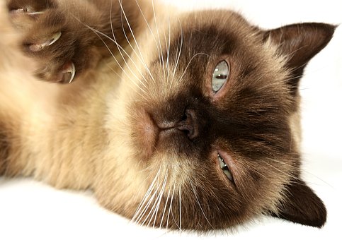 你真的准备好养猫了吗,新手养猫第一天猫咪害怕怎么办