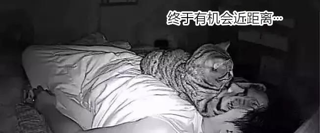 养了三年的猫突然想攻击我,养了两年的猫对我特别防备