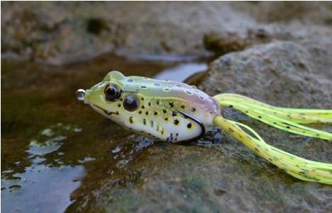 路亚打黑用几克的雷蛙,路亚打黑用什么线绑雷蛙