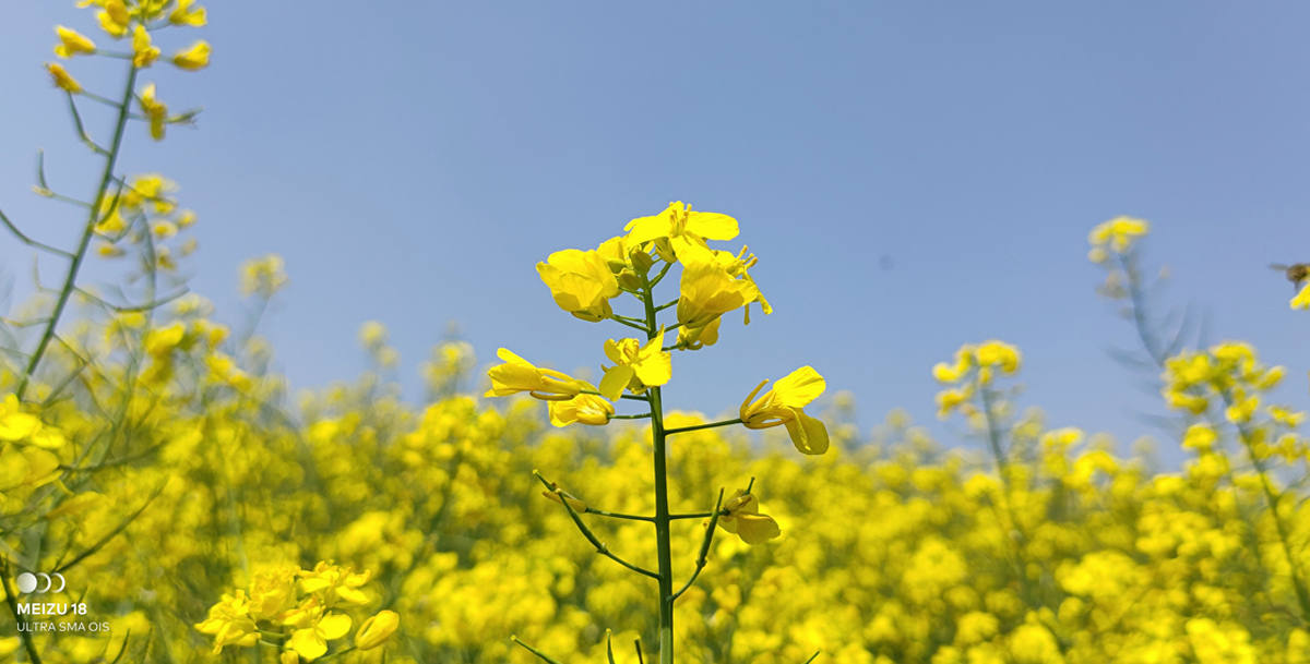 魅族18s深度评测双11,魅族18深度评测钟文泽