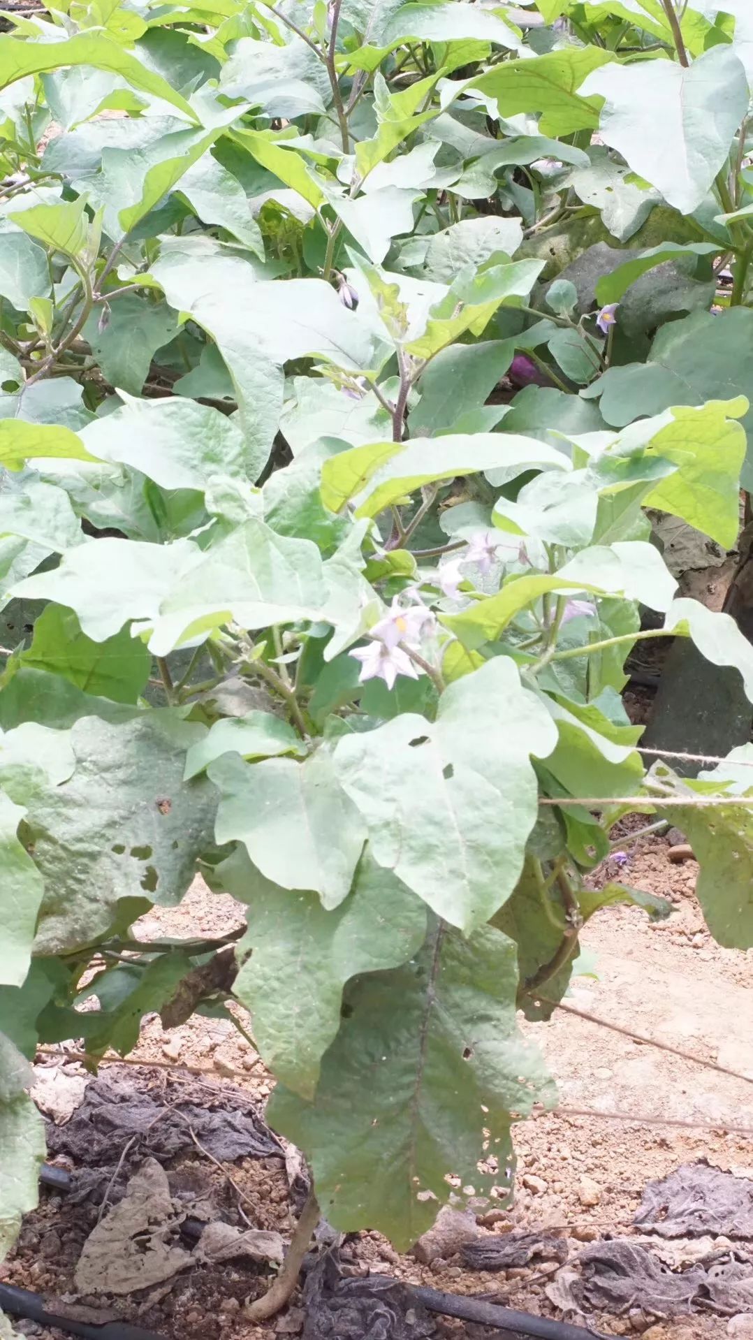 吃完就变富有的一顿饭：来自台湾非典型性富二代农夫Fudy