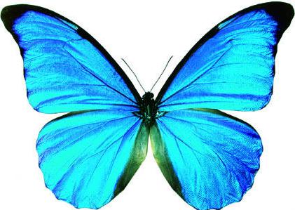 梁祝千古绝唱化蝶,梁祝蝴蝶代表什么