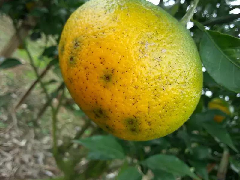 柑橘的果子上有黑斑用什么药,柑橘树叶子背面有黑斑是什么原因