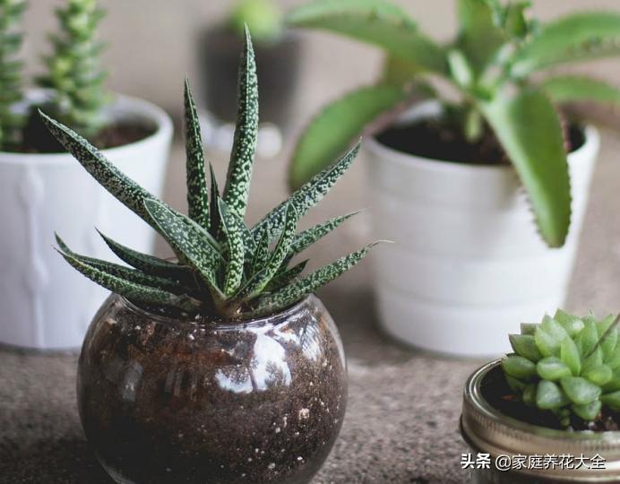 冬季室内干燥如何增加室内湿度,室内温度太干燥怎么保湿