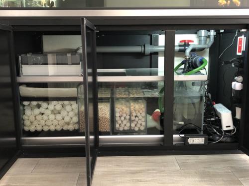 怎么知道鱼缸硝化细菌群建立了,鱼缸长绿藻是硝化细菌没建立好吗