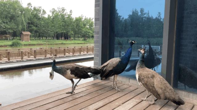 浐灞国家湿地公园最美地方,浐灞湿地公园有啥好玩的