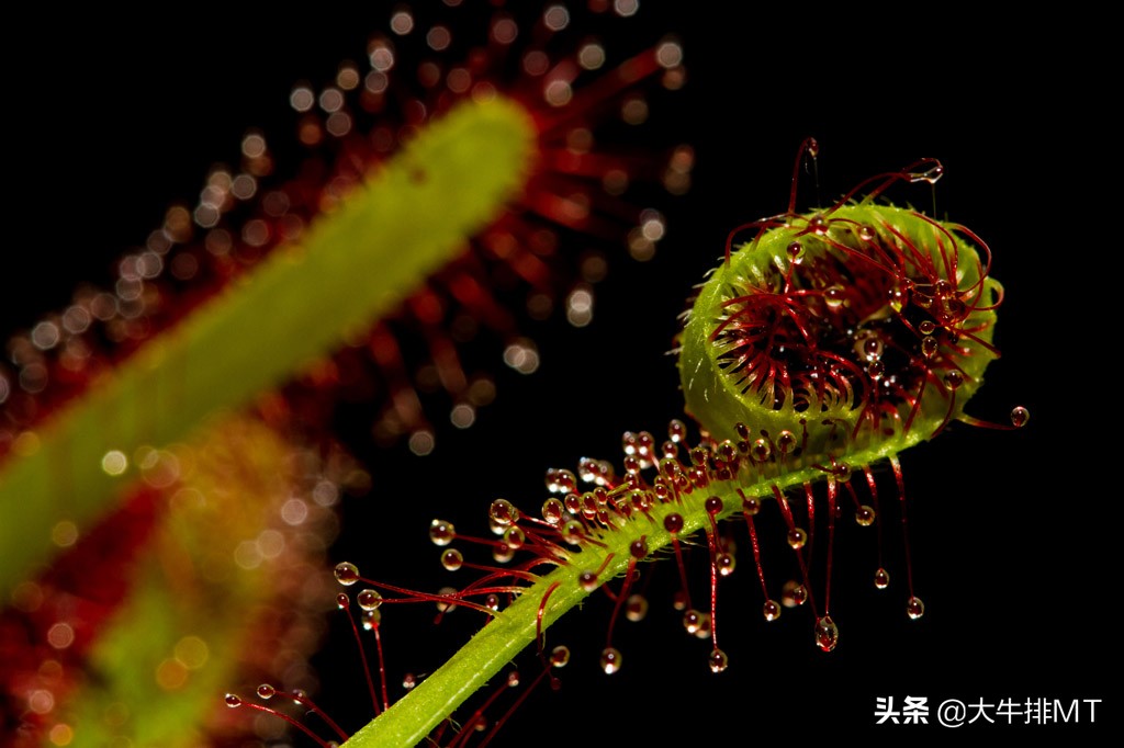 你认为花是什么样的,你认为花有它的价值吗