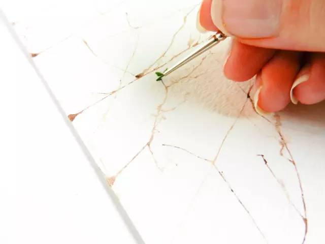 用吸管吹成的水彩画,吸管笔水彩画教程