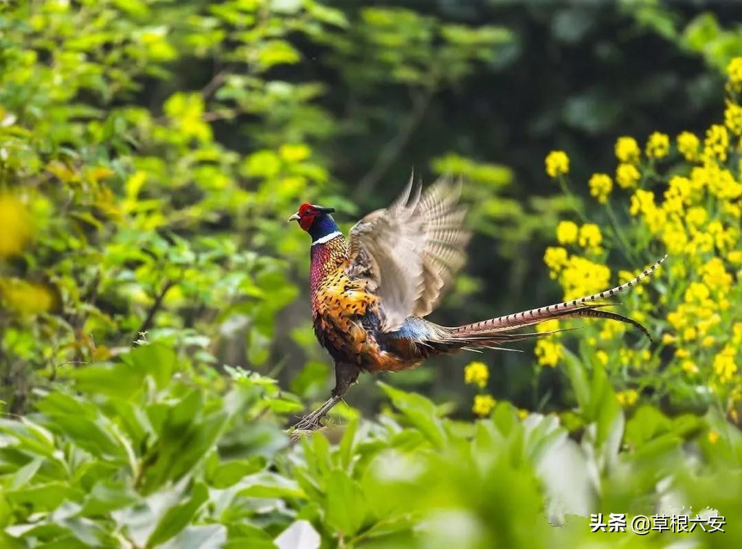 霍山一等奖名单,霍山县在全省排名多少位