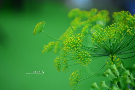 西餐香草大全及用途视频,好吃的西餐料理有哪些
