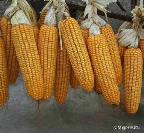 十大高产玉米品种介绍,最新最高产的玉米品种是哪一种