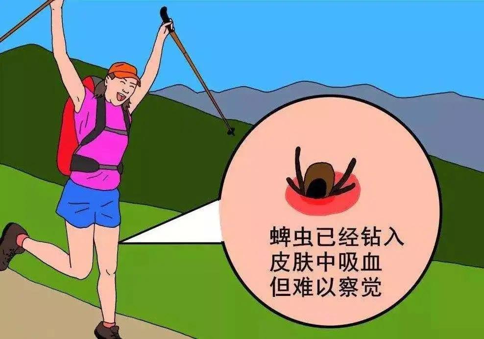 怎么预防在景区被毒虫叮咬,出游当心蜱虫叮咬