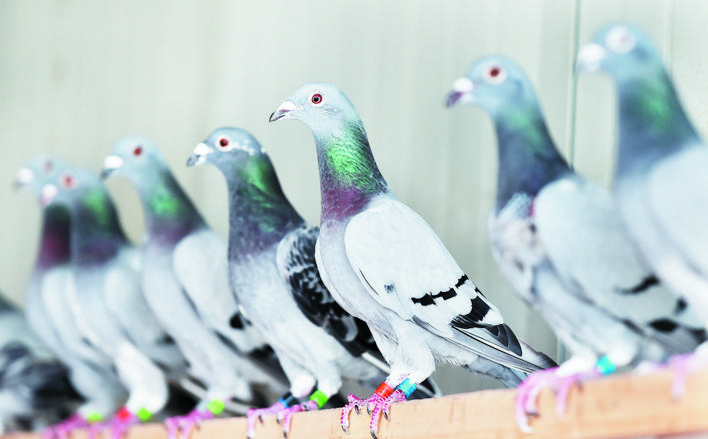 忻州高手:“鸽痴”周俏龙