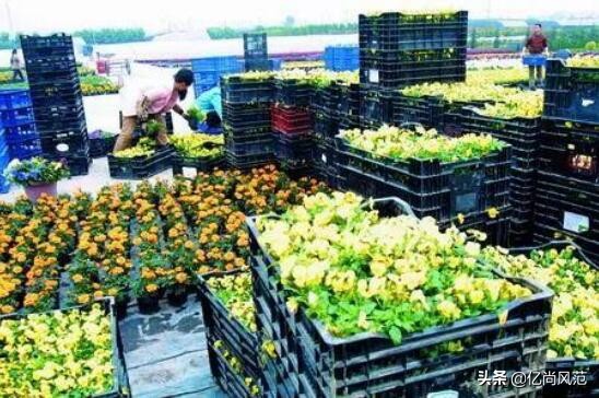 鲜花电商的商业模式分析,电商鲜花