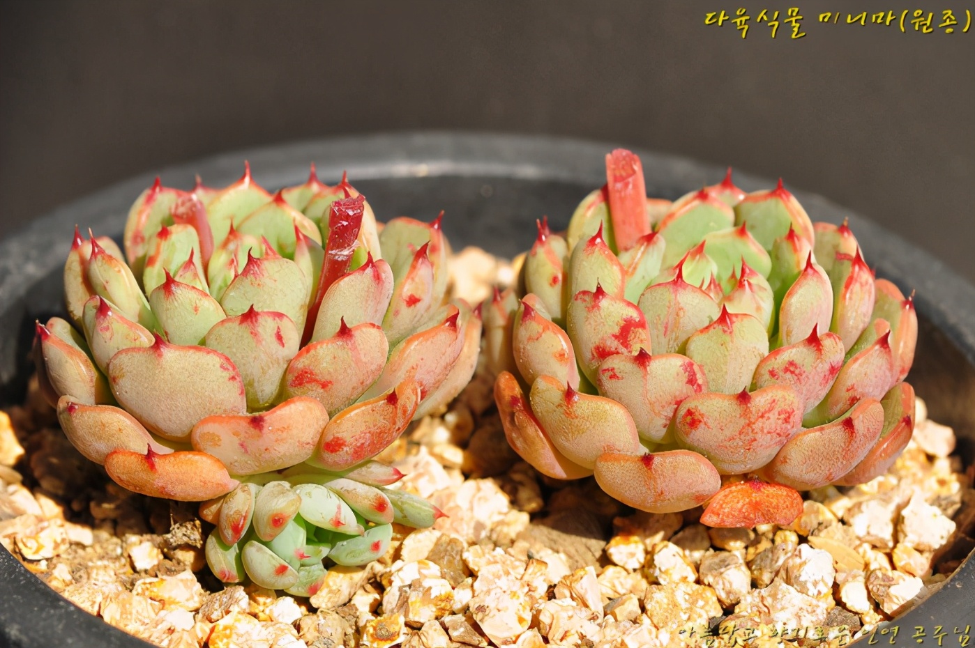 韩国多肉大全图片,多肉公主的图片