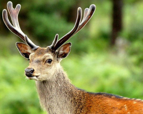 2019年黑龙江有多少种珍稀动物,黑龙江省国家一级保护动物名录